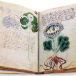 geheimes-wissen-im-mittelalter-das-voynich-manuskript